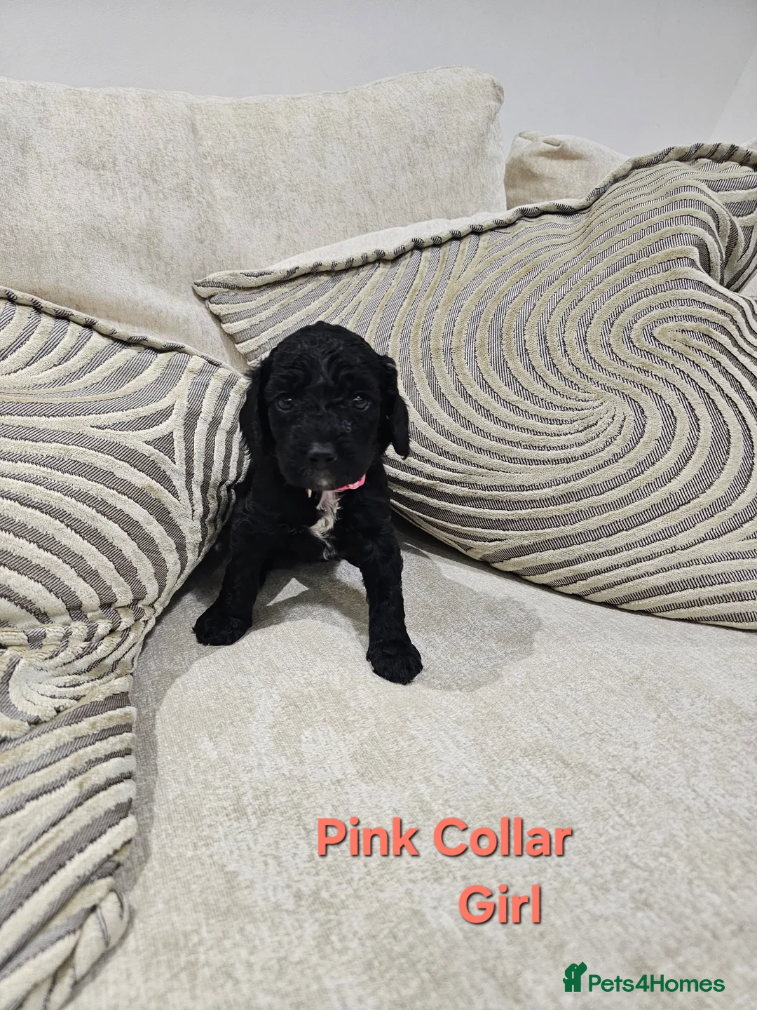 Cockapoo dogs for sale: 2 Beautiful female cockapoo left - Advert 16