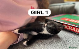British Shorthair cats for sale: Friendly and beautiful kittens - ready now  - Image 9