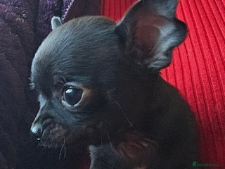 Chihuahua dogs Ready to leave Teeny Weeny Blue Chihuahuas - Advert 6