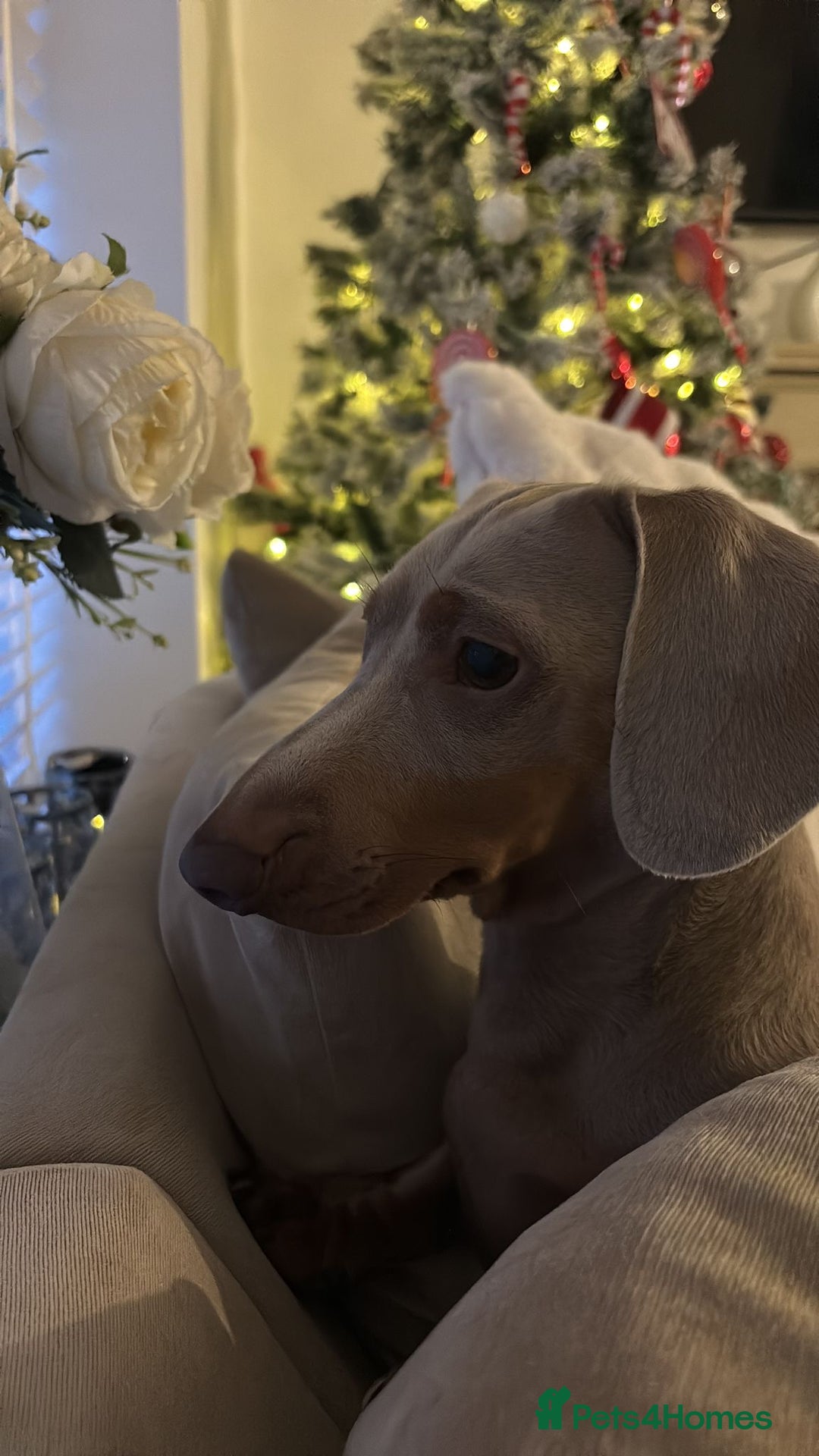 Miniature Dachshund dogs for stud: Isabella Blue Dachshund  - Advert 10