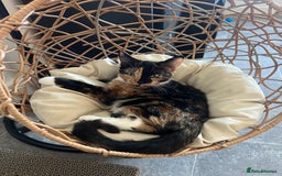 Domestic Shorthair cats for sale: Calico cat - Cleo - 1.5 years old  - Image 4