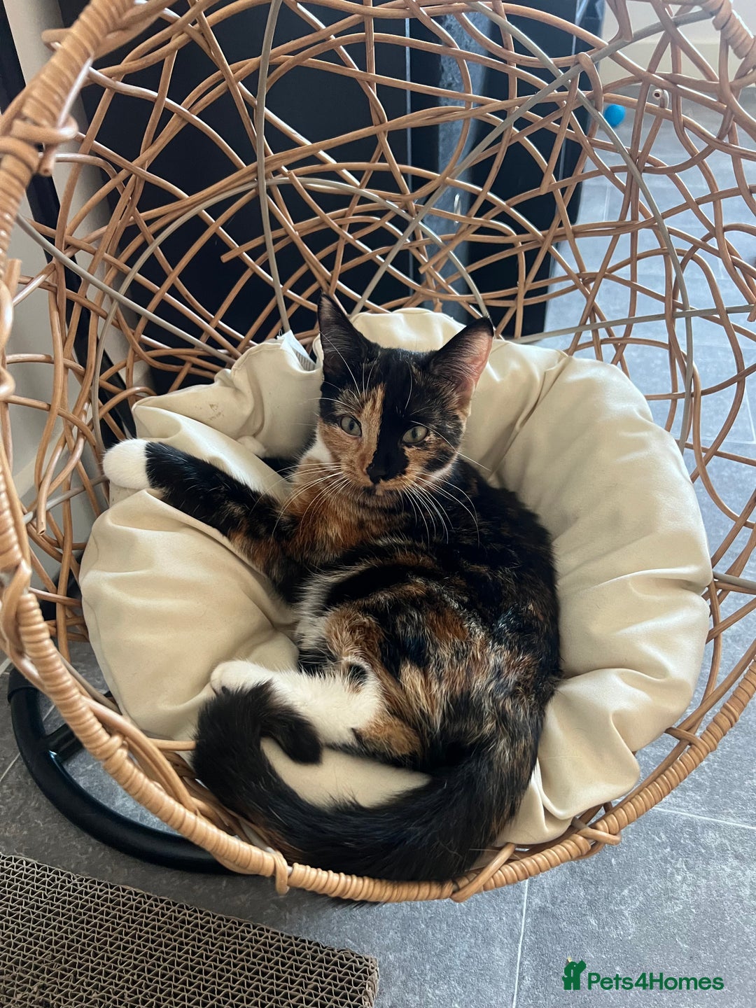 Domestic Shorthair cats for sale: Calico cat - Cleo - 1.5 years old  - Image 4