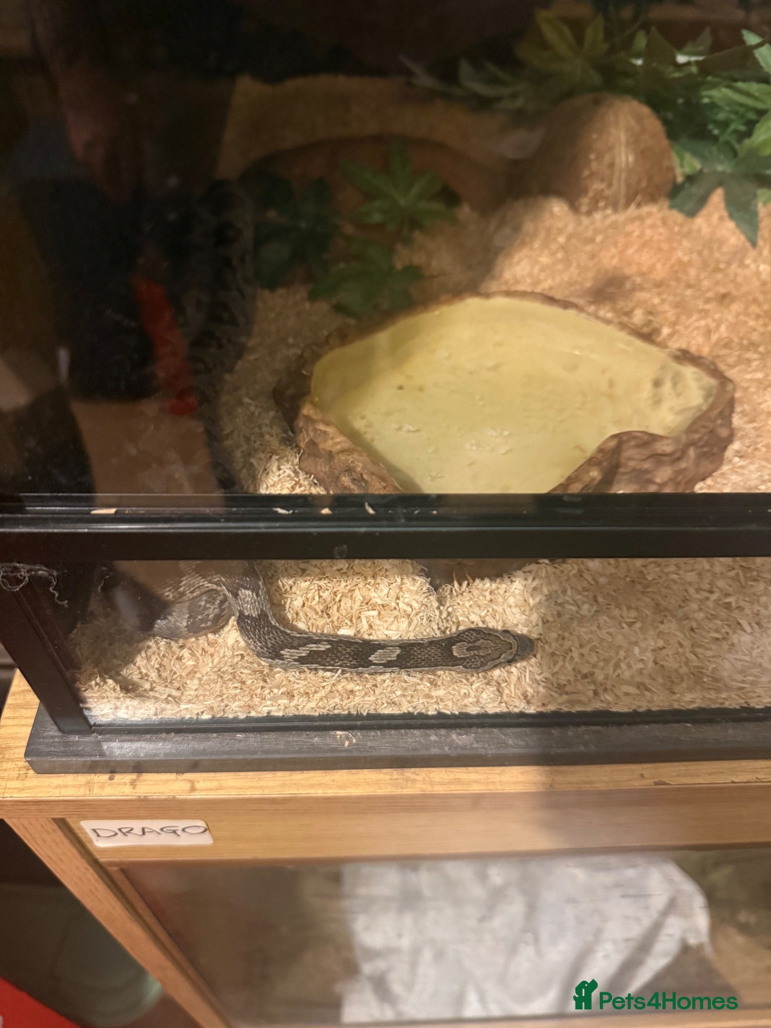Corn Snake reptiles Corn snake for sale - Advert 1