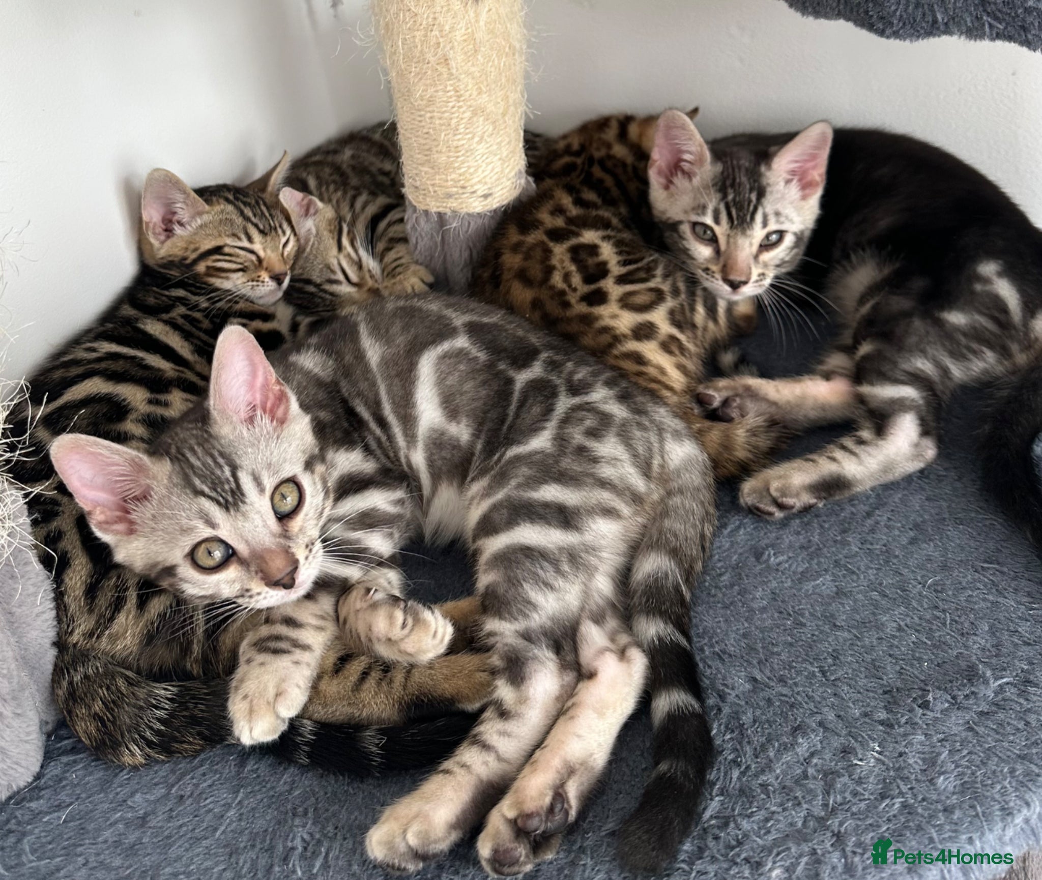 Bengal cats Bengal kittens for sale - Advert 5