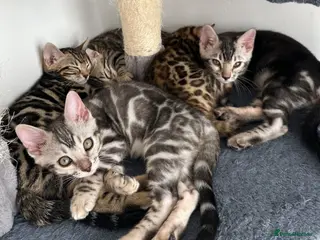 Bengal cats Bengal kittens for sale - Advert 2