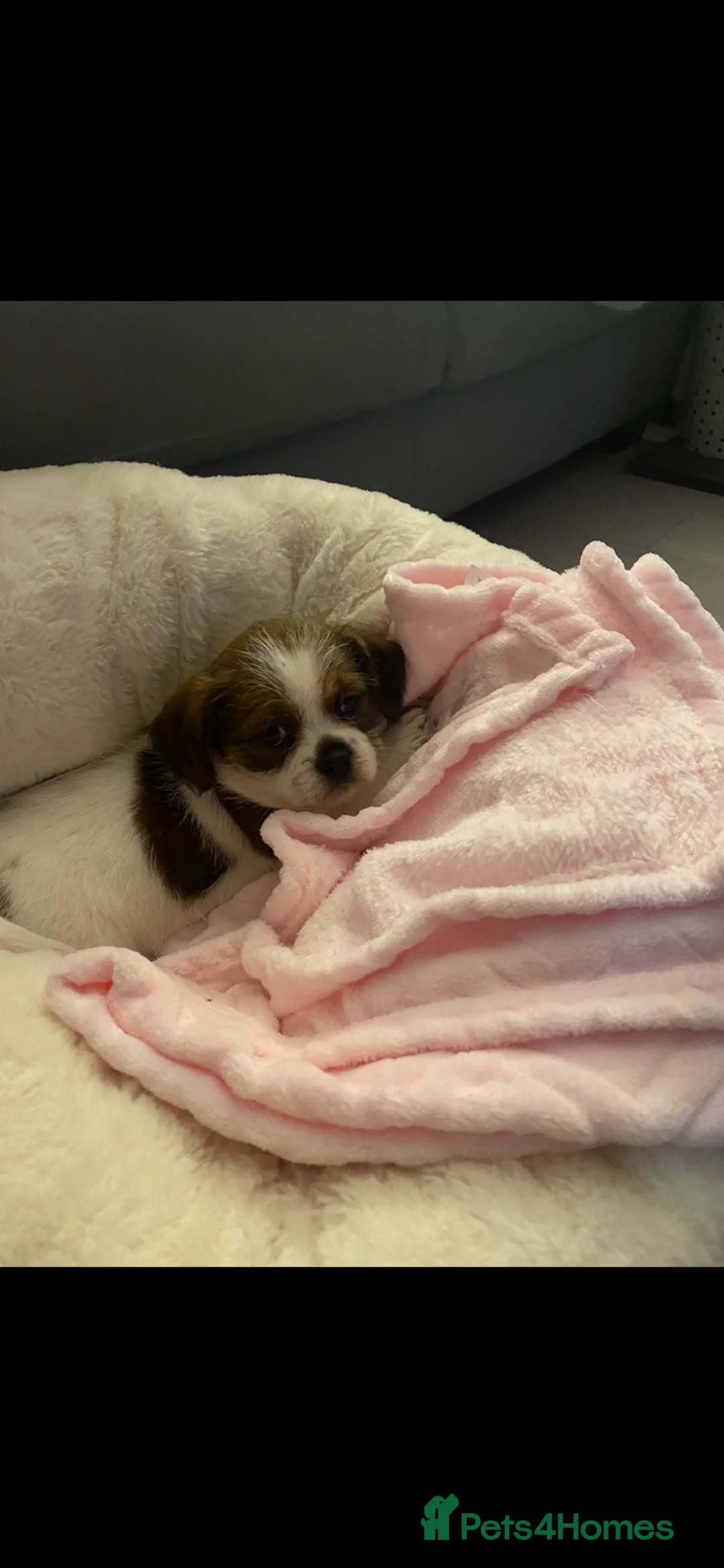 Zuchon dogs for sale: Shih Tzu mixed 7 month old girl  - Advert 4