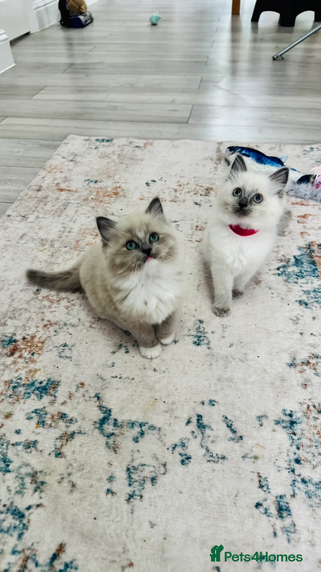 Ragdoll cats for sale: 100% Pure Mink and Blue Point Ragdoll Kittens  - Advert 6