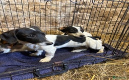 Mixed Breed dogs for sale: JacksHund Puppies  - Image 1