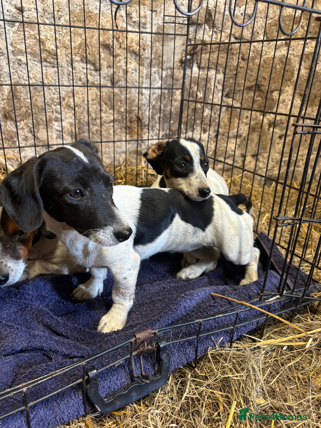 Mixed Breed dogs for sale: JacksHund Puppies  - Image 1