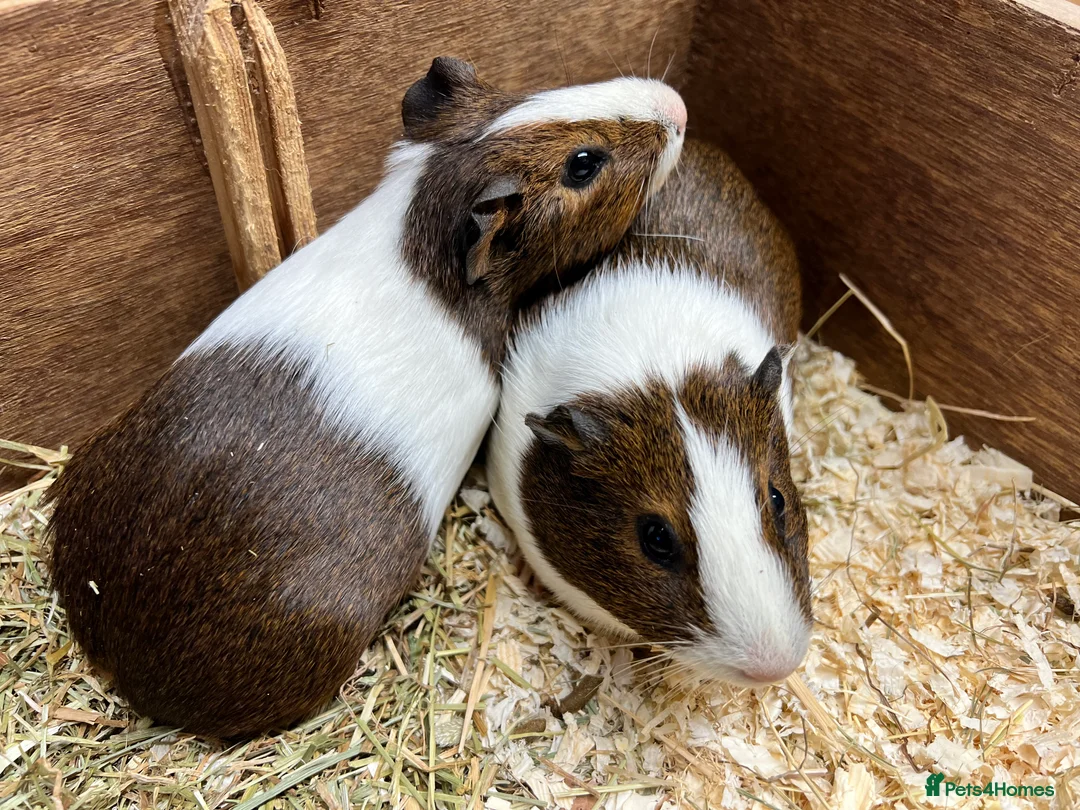 Guinea Pig rodents for sale: Pair of sow/girls - Advert 1