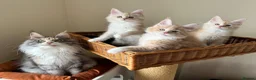 Maine Coon cats for sale: GCCF pedigree female Maine Coon kittens  - Advert 6
