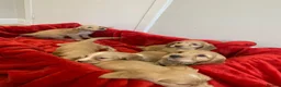Cocker Spaniel dogs for sale: KC Reg Cocker Spaniel Puppies DNA Tested  in Aberdeen - Advert 20