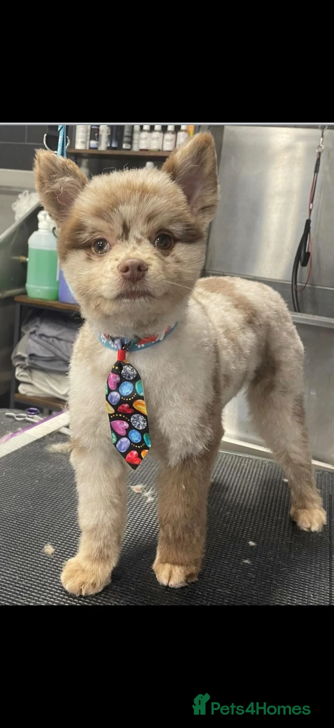 Pomeranian dogs for stud: Chocolate merle stud Pomeranian  in Wisbech - Advert 2