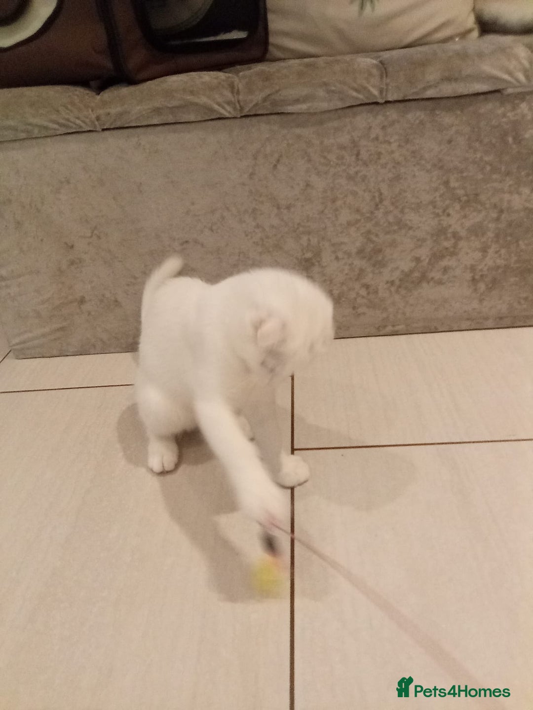 Scottish Fold cats for sale: 1 cutie cream folded girl & 1 straight cream  girl - Image 17