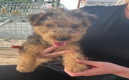 Lakeland Terrier dogs for sale: Lakeland terrier puppies - Image 4