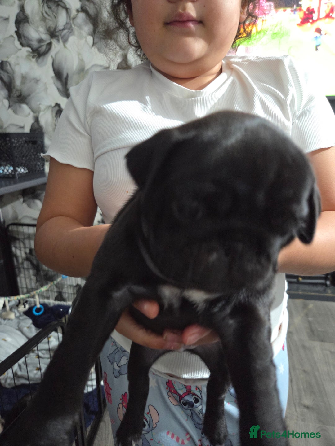 Pug dogs for sale: Beautiful chunky pure pug puppies!! - Advert 4