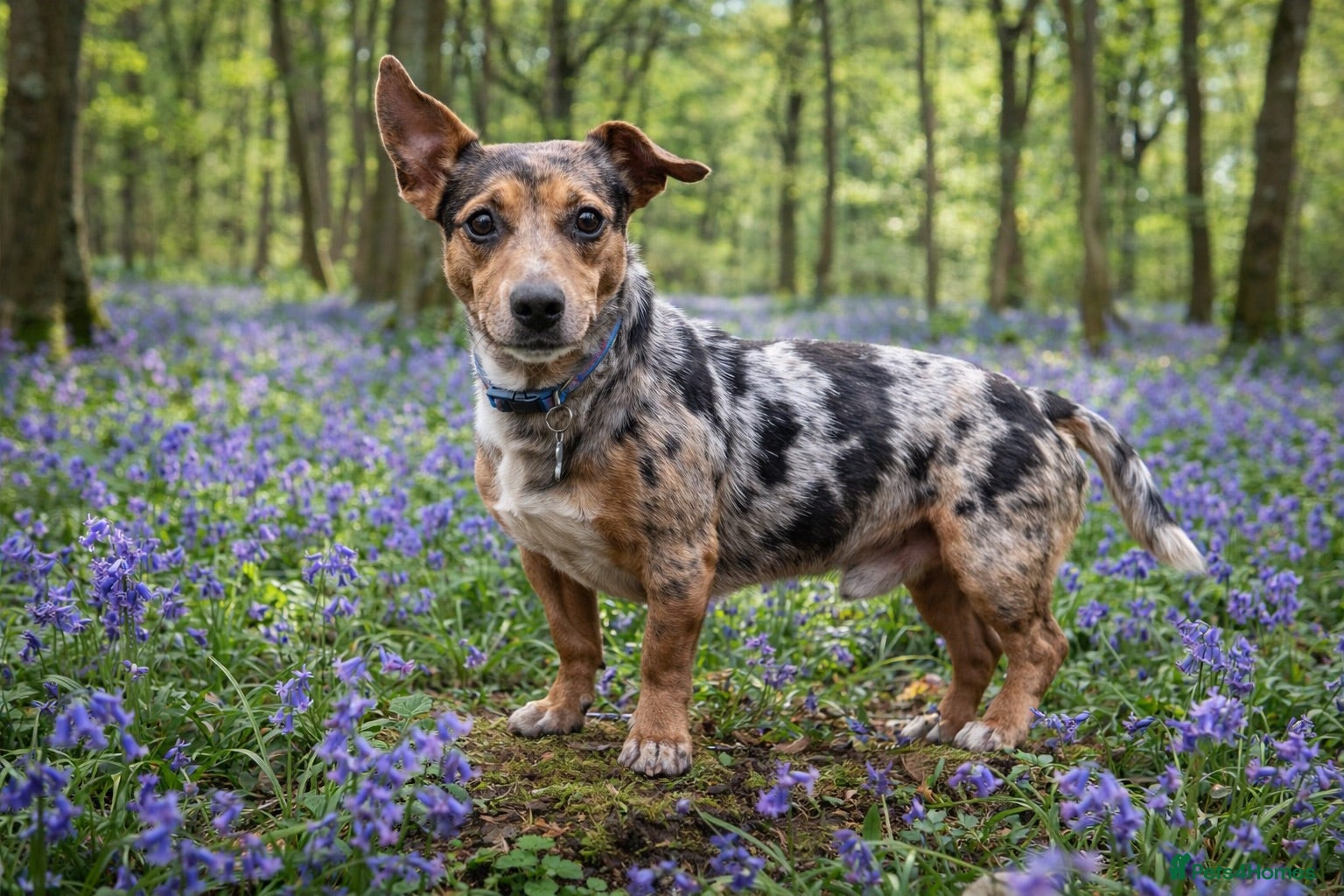 Jack Russell dogs Miniature Blue Merle Jack Russell Stud - Advert 1