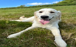Golden Retriever dogs for sale: Beautiful golden retriever litter 🐶⭐️ - Image 32