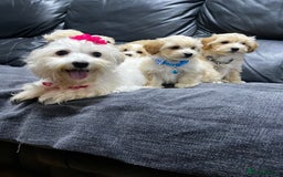 Maltipoo dogs for sale: Gourgeous maltipoo litter 🐶🐾 - Image 4