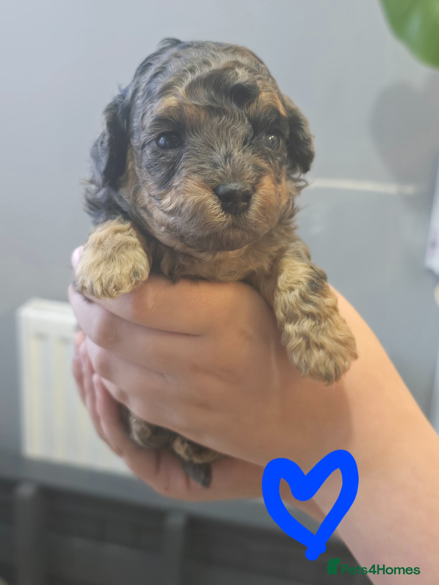 Mixed Breed dogs for sale: Toy poodle x Mini Poodle in Sheffield - Advert 6