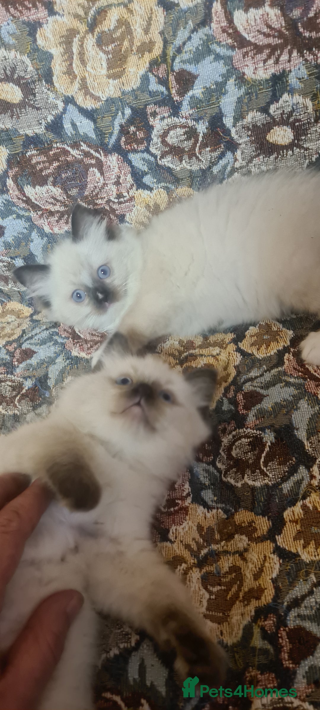 Ragdoll cats for sale: 3 Adorable ragdoll kittens for sale - Advert 4