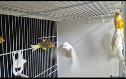 Canaries birds for sale: Canaries. (READY NOW) - Image 2