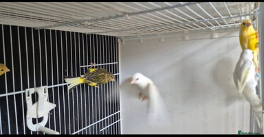 Canaries birds - Advert 4