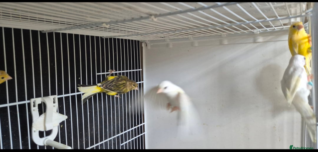 Canaries birds for sale: Canaries. (READY NOW) - Image 2
