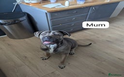Cane Corso dogs for sale: Purebred champion bloodline cane corso puppies - Image 13