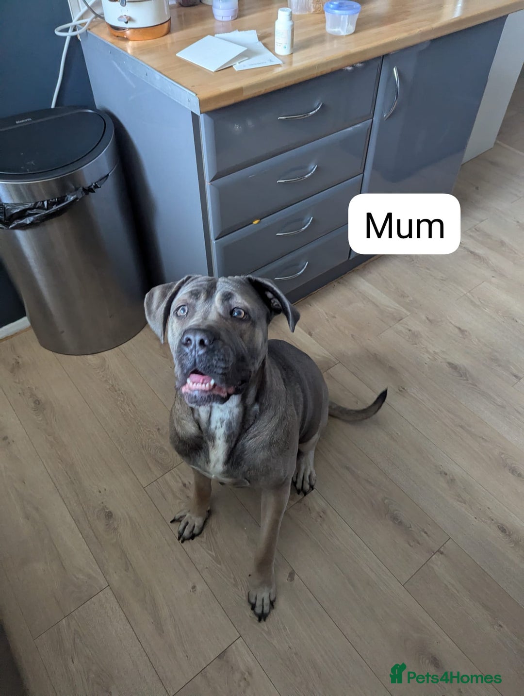 Cane Corso dogs for sale: Purebred champion bloodline cane corso puppies - Image 13