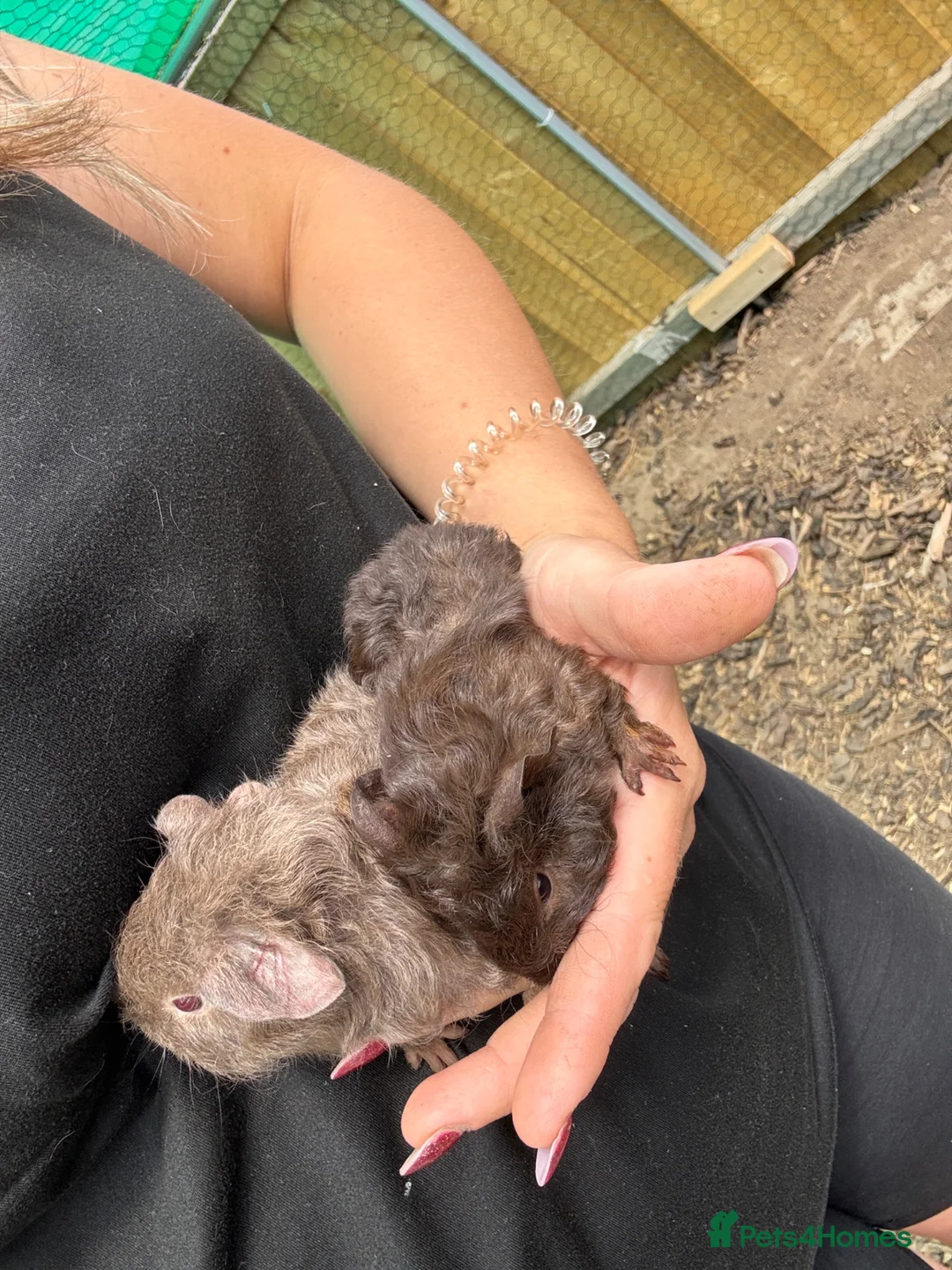 Guinea Pig rodents for sale: 2 little boys ready now  - Advert 3