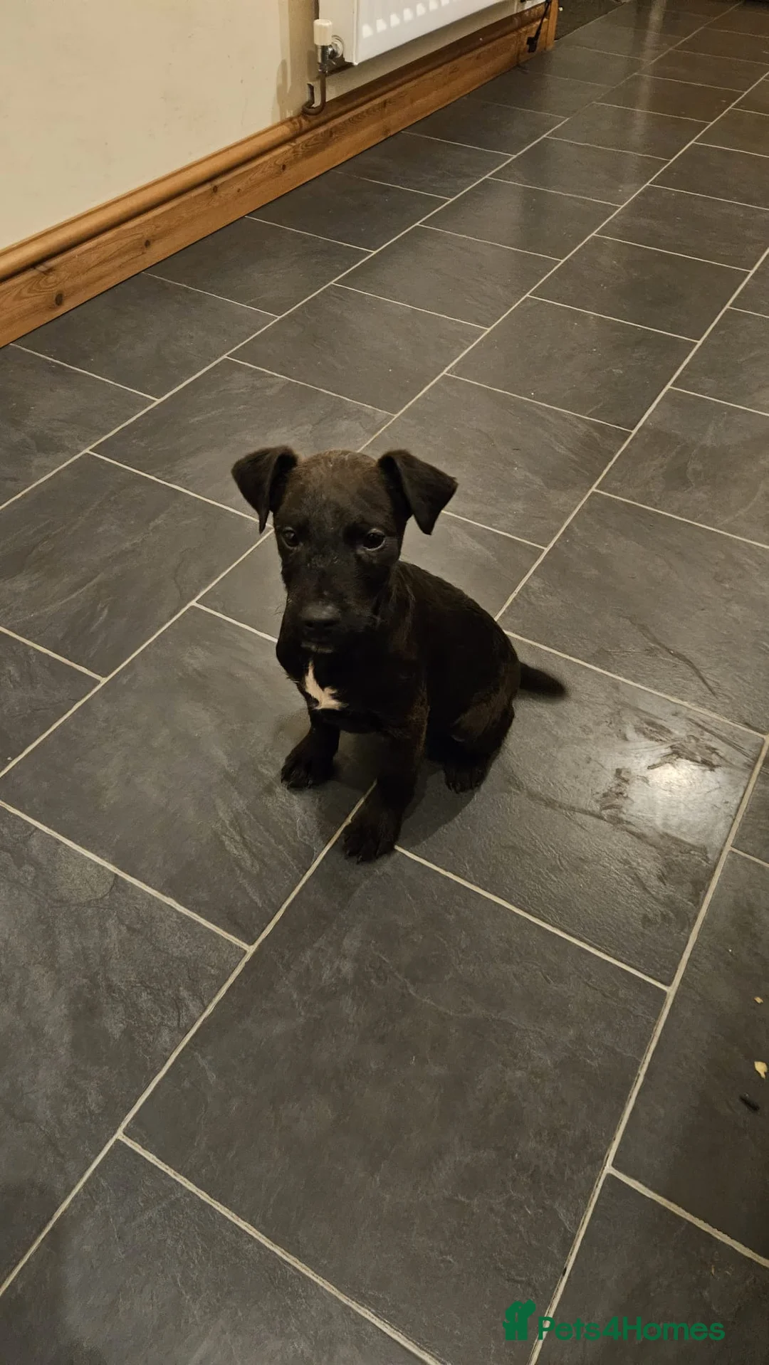 Patterdale Terrier dogs for sale: 13 week old Patterdale dog pup. - Advert 3