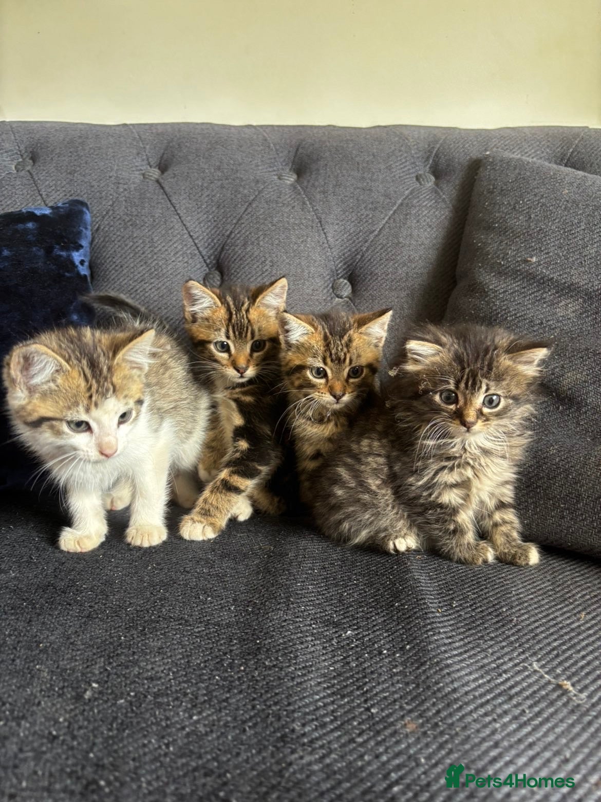 Mixed Breed cats Lovely mixed kittens  - Advert 1