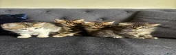 Mixed Breed cats for sale: Lovely mixed kittens  in Harrogate - Advert 1