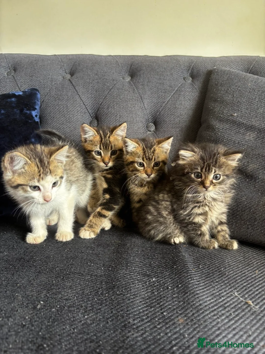 Mixed Breed cats for sale: Lovely mixed kittens  in Harrogate - Advert 1