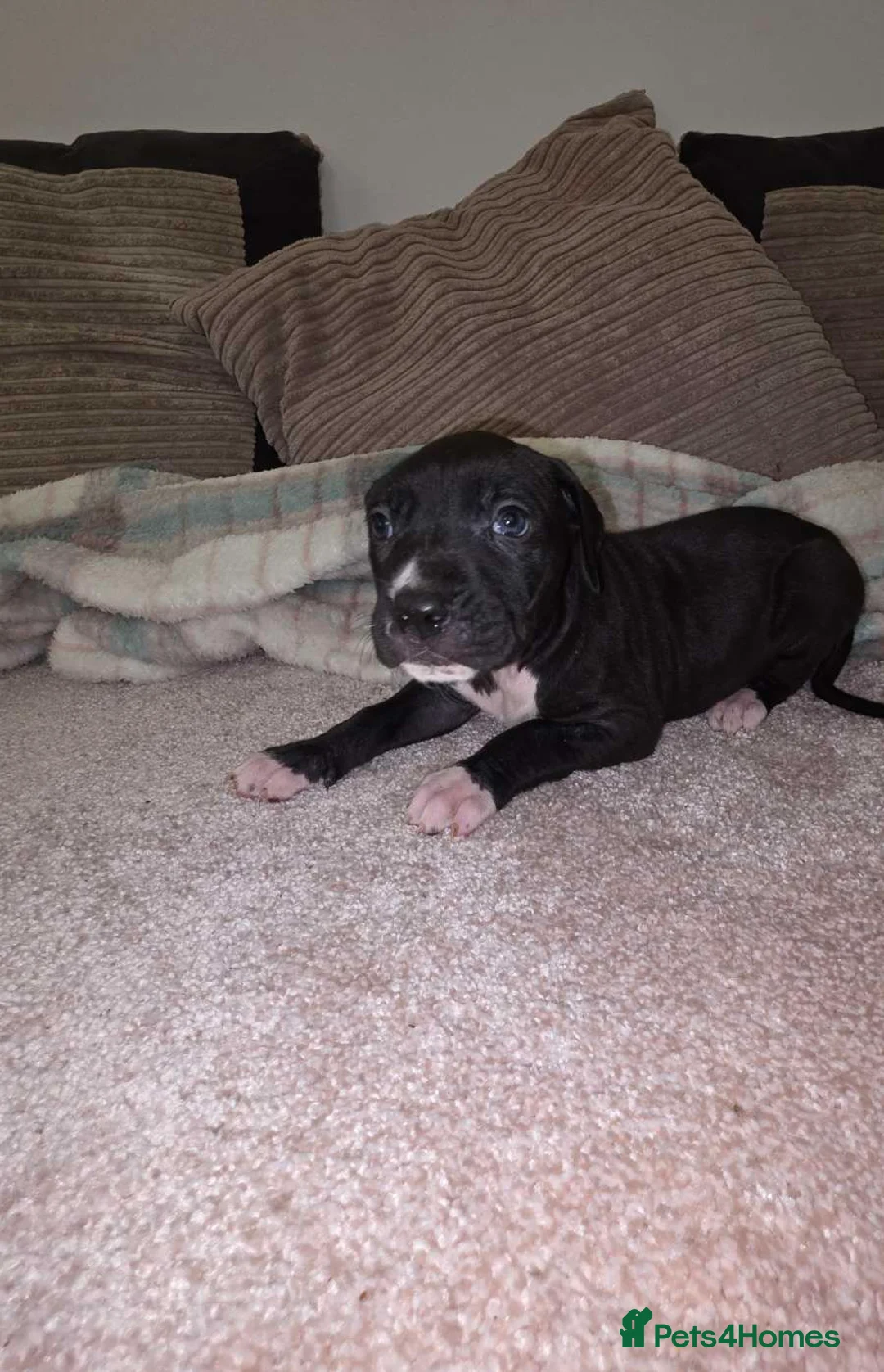 Presa Canario dogs for sale: Dual Purpose Presa Canario Puppies for Homing - Advert 5