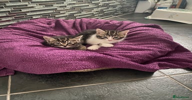 Mixed Breed cats - Advert 8