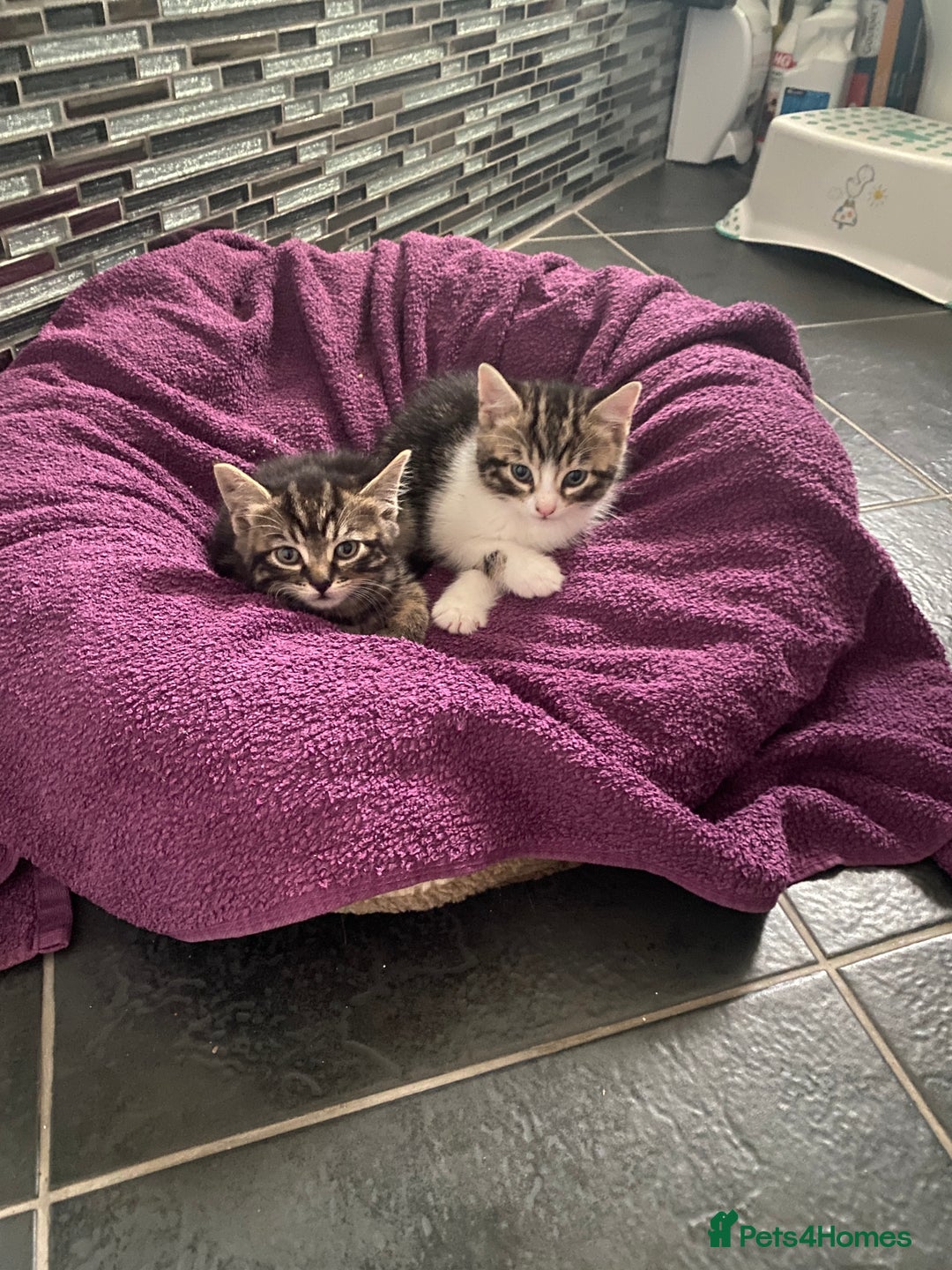 Mixed Breed cats for sale: Four nice kittens!!! - Image 2
