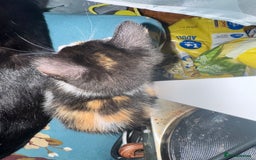 Mixed Breed cats for sale: 2 and half month old kittens for adoption! - Image 9