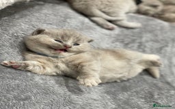 British Shorthair cats for sale: Champions bloodline British Shorthair Kittens! 🐾  - Image 11