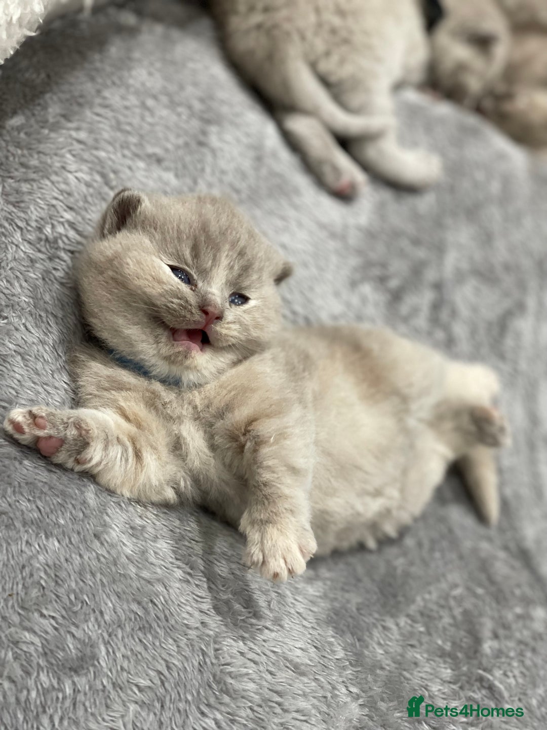 British Shorthair cats for sale: Champions bloodline British Shorthair Kittens! 🐾  - Image 11