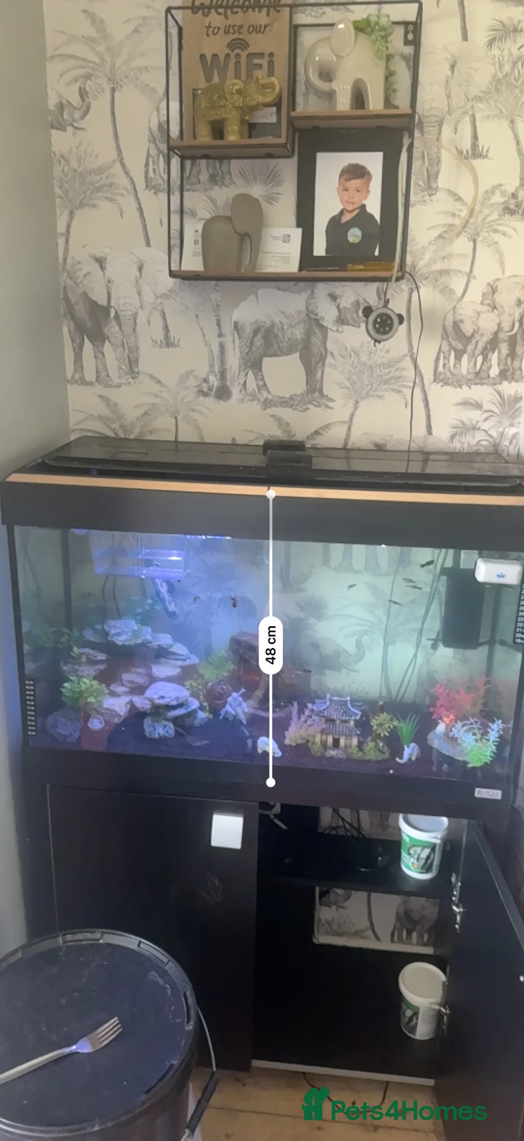 Snails fish for sale: Fish for sale with fish tank  in Sheffield - Advert 4