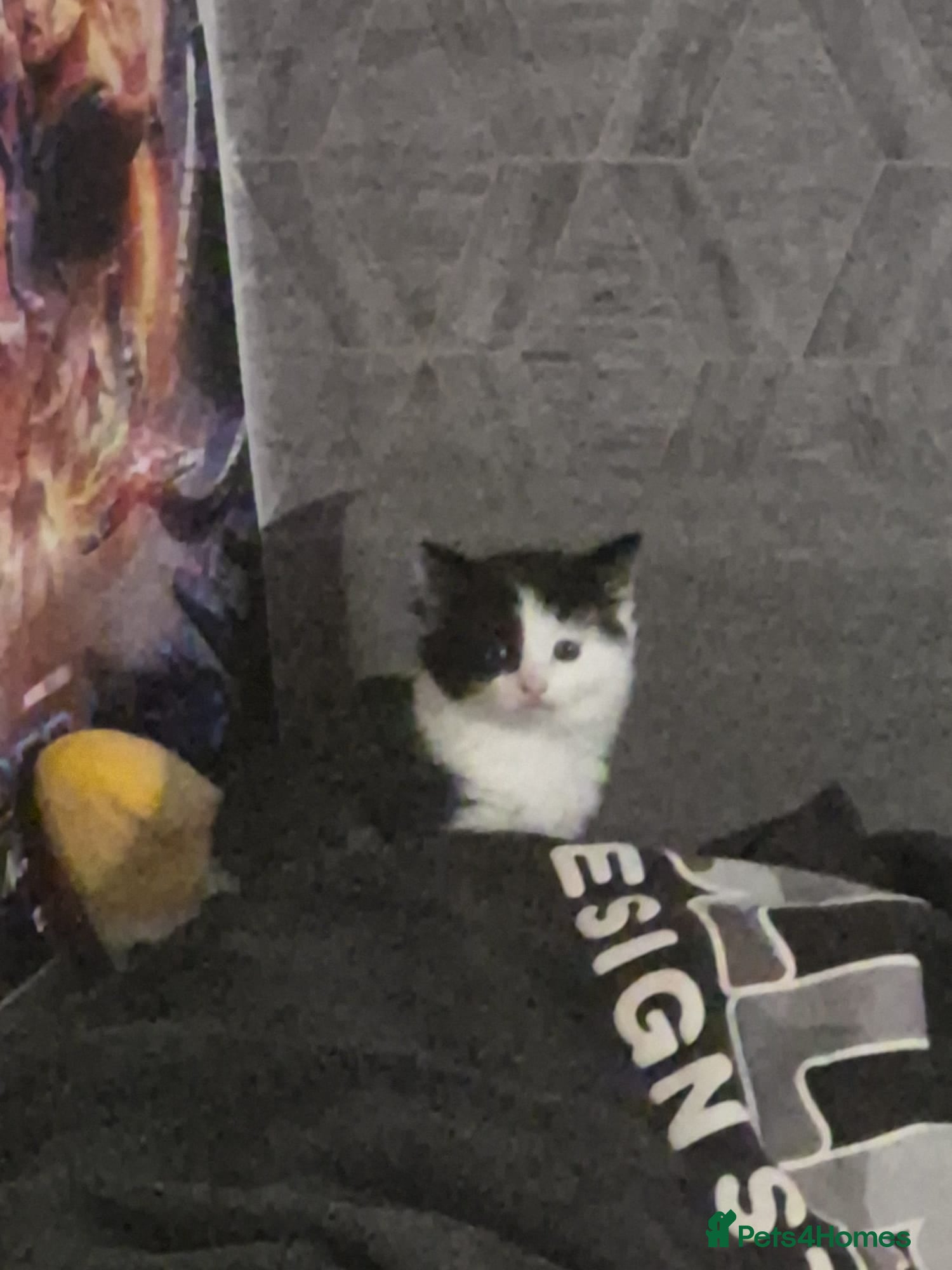 Mixed Breed cats for sale: 3 beautiful kittens - Advert 2