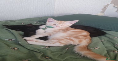 Mixed Breed cats - Advert 15
