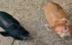 Pig livestock for sale: Micro pigs in Manchester - Image 5