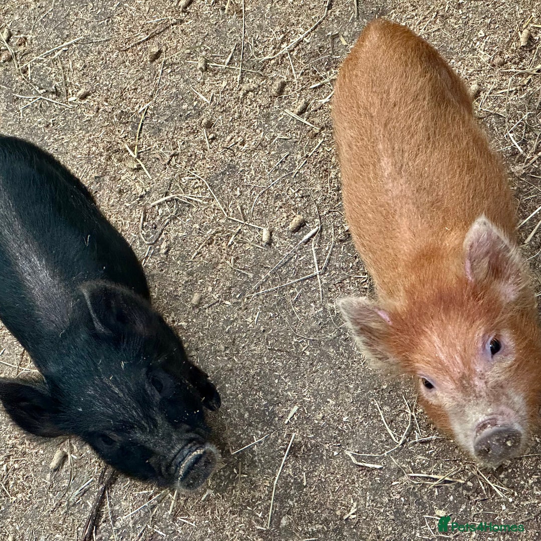 Pig livestock for sale: Micro pigs in Manchester - Image 5