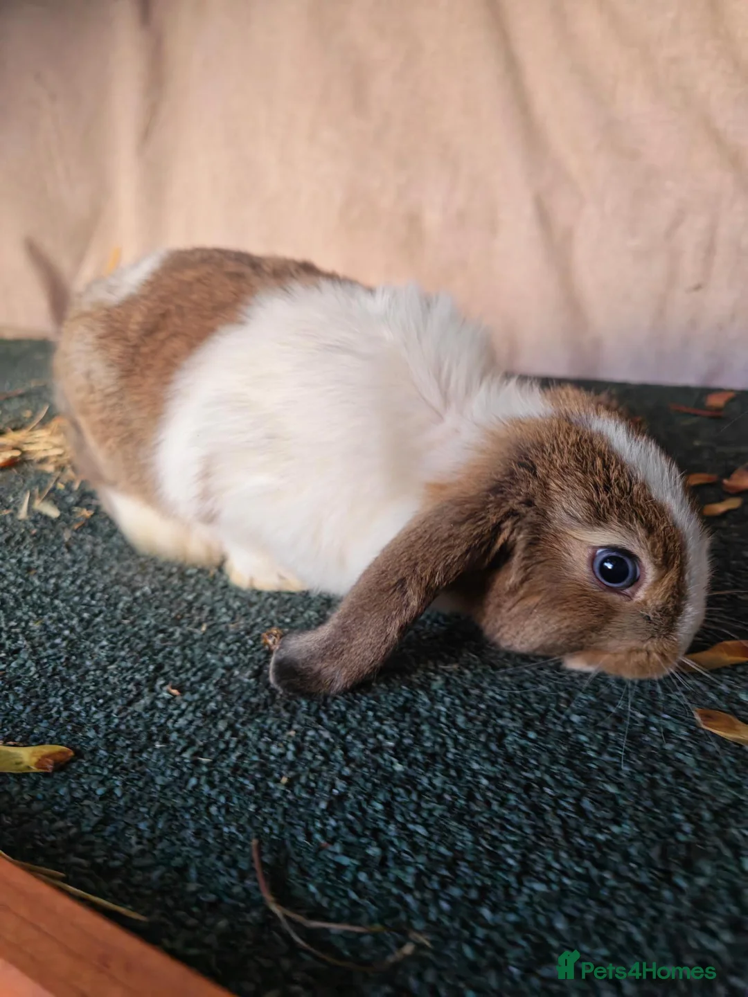 Mini Lop rabbits for sale: Beautiful mini lops  - Advert 2