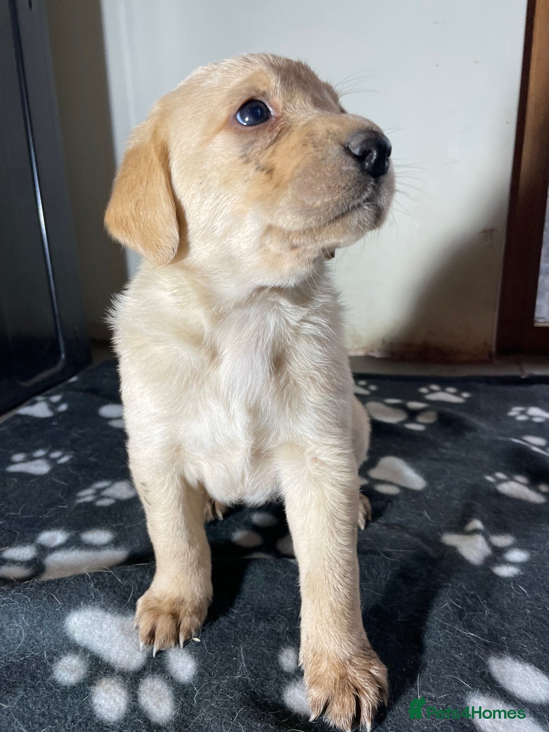 Labrador Retriever dogs for sale: Ready now Stunning chunky fox red pups - Advert 4