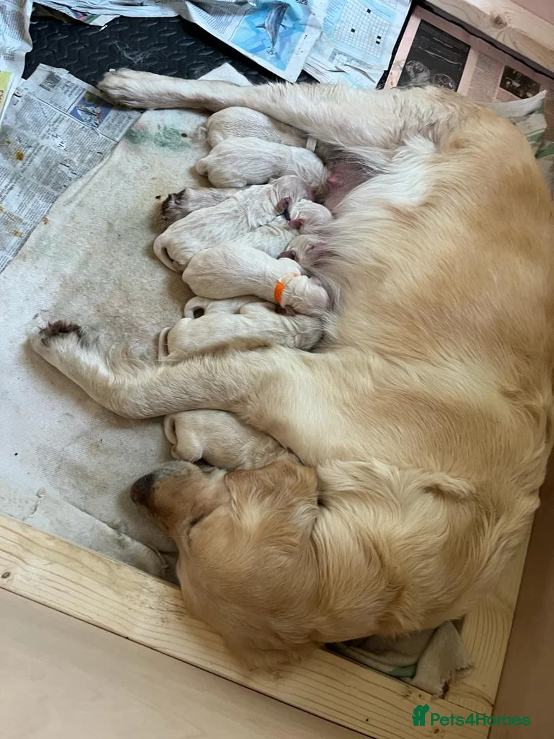 Golden Retriever dogs for stud: A proven gorgeous Golden Retriever for stud in Haywards Heath - Advert 28