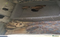 Pomeranian dogs for sale: Beautiful Pomeranians - Image 2